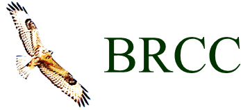 BRCC