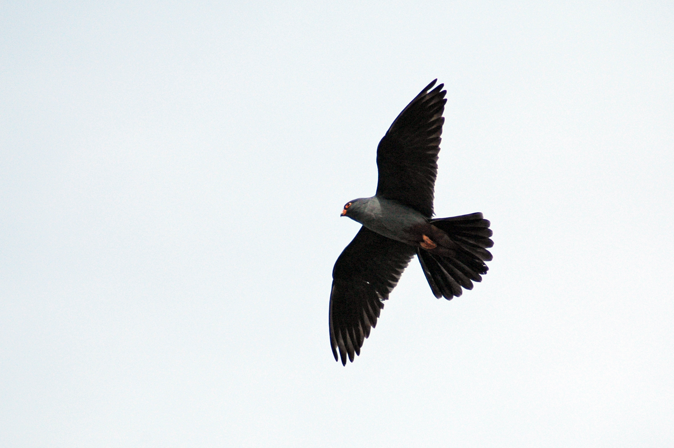A male of Red-Footed Falcon (Falco vespertinus). Photo by I. Karyakin