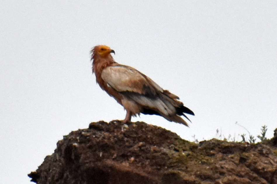 Egyptian Vulture (Neophron percnopterus). Photo: G. Pulikova