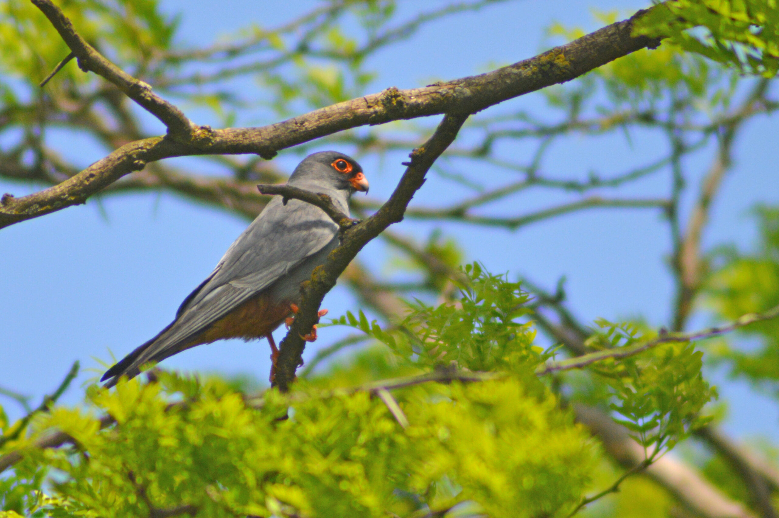 Red-Footed Falcon (Falco vespertinus). Photo by I. Karyakin