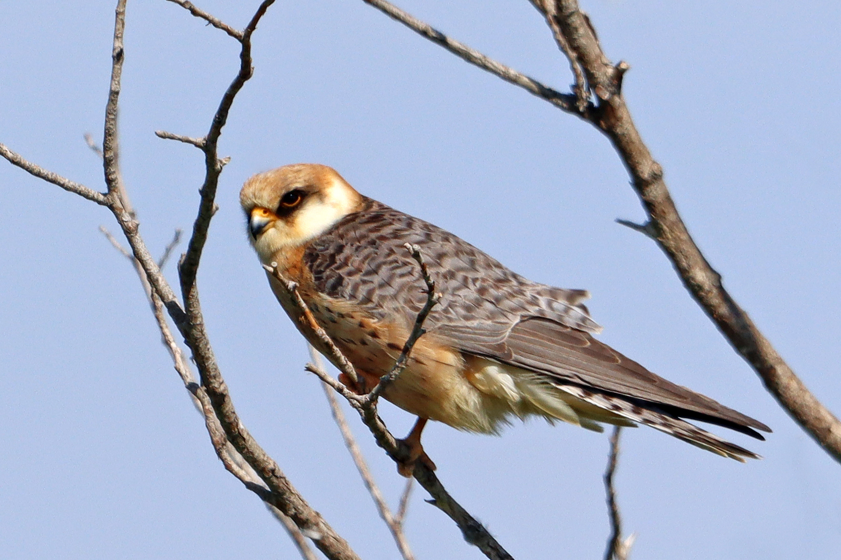 Red-Footed Falcon (Falco vespertinus). Photo by N. Ongarbayev