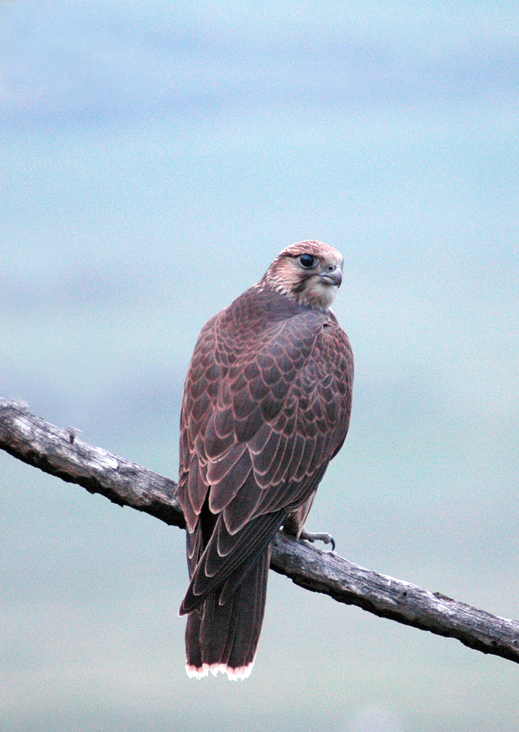 Playboy-ның үйдегі ең сексуалды бейнесі