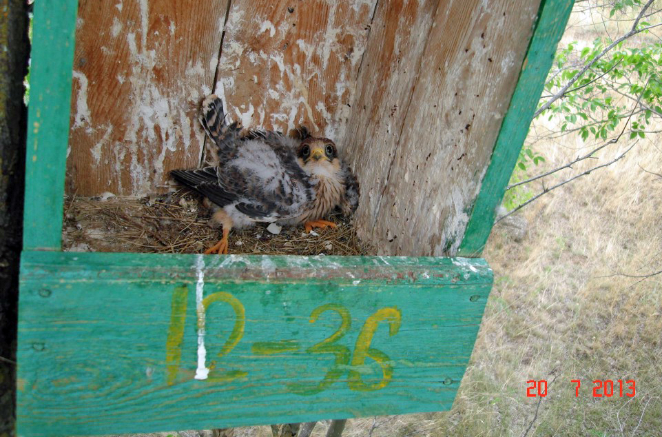 Red-Footed Falcon in a nesting box. Photo by I. Karyakin