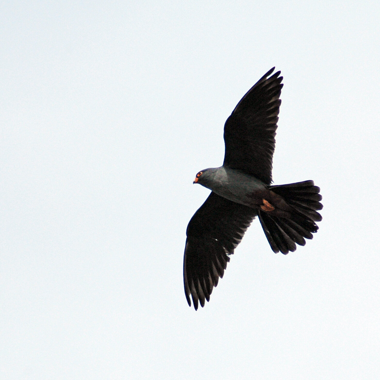 Самец кобчика (Falco vespertinus). Фото И. Карякина
