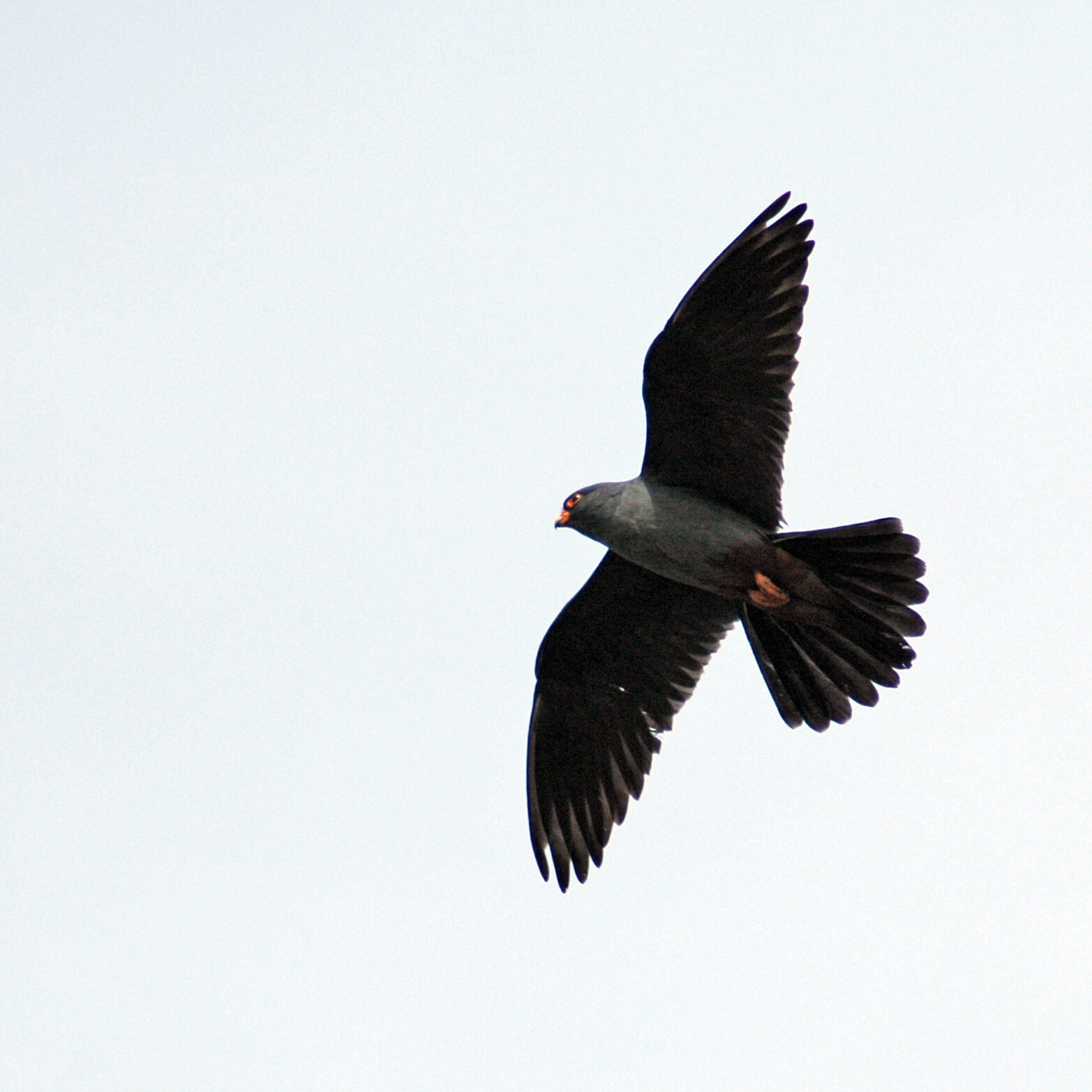 A male of Red-Footed Falcon (Falco vespertinus). Photo by I. Karyakin