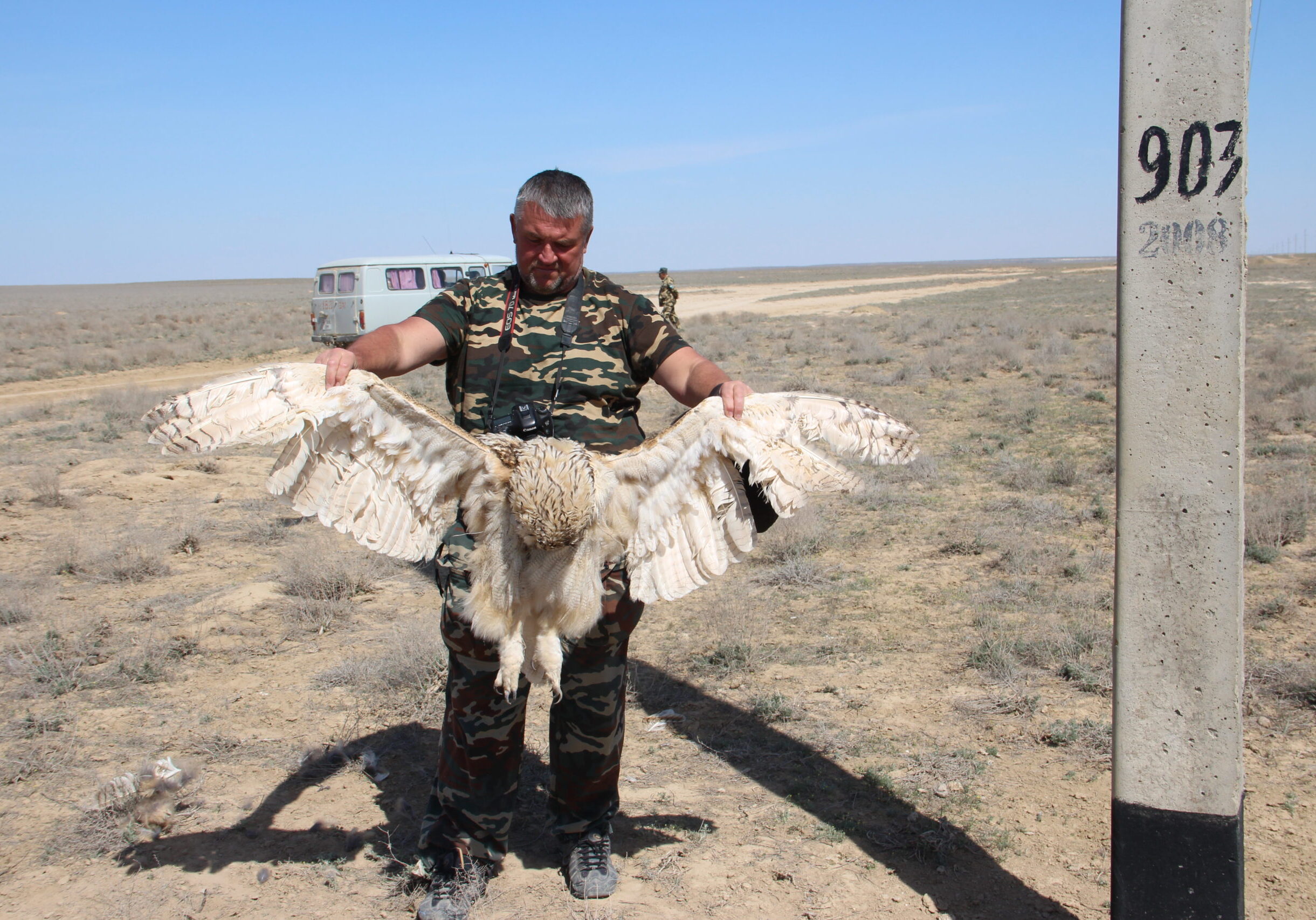 Dead Eagle-Owl Mangystau April 2018