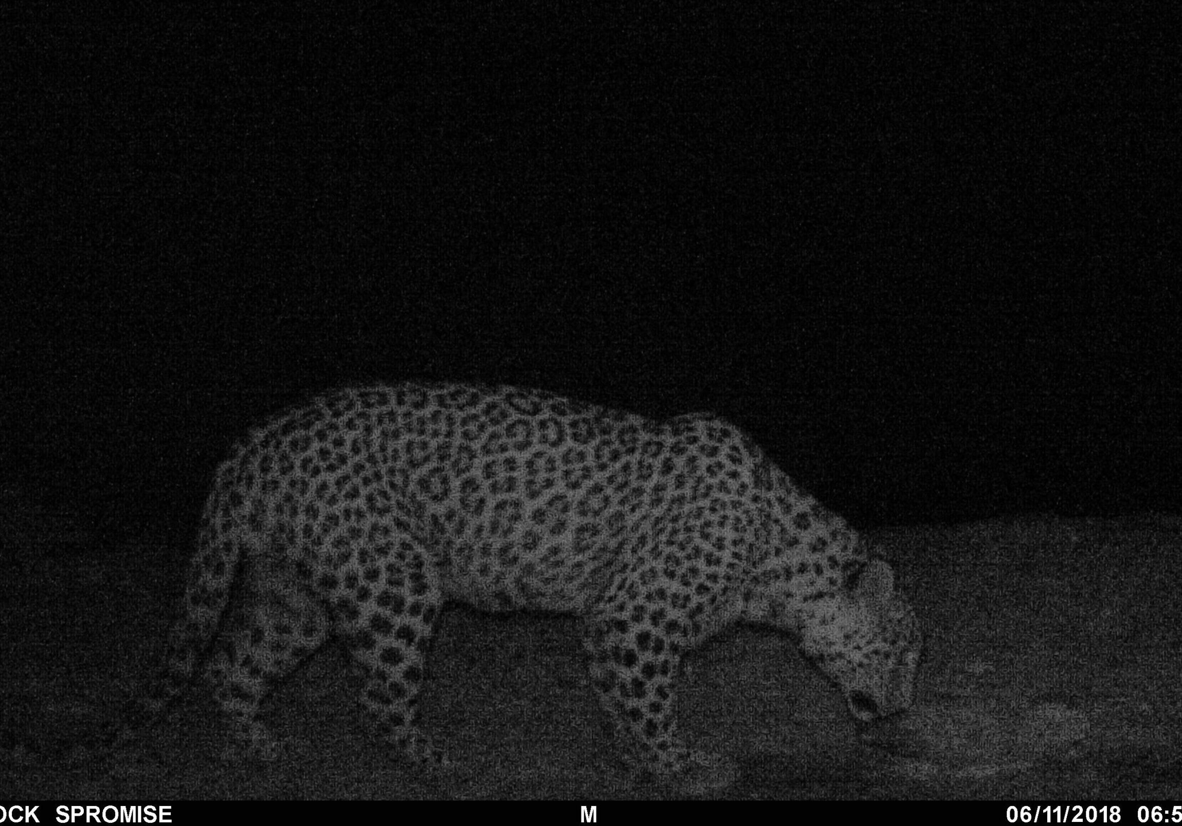 Photo 2_Panthera pardus saxicolor Photo 2_Panthera pardus saxicolor