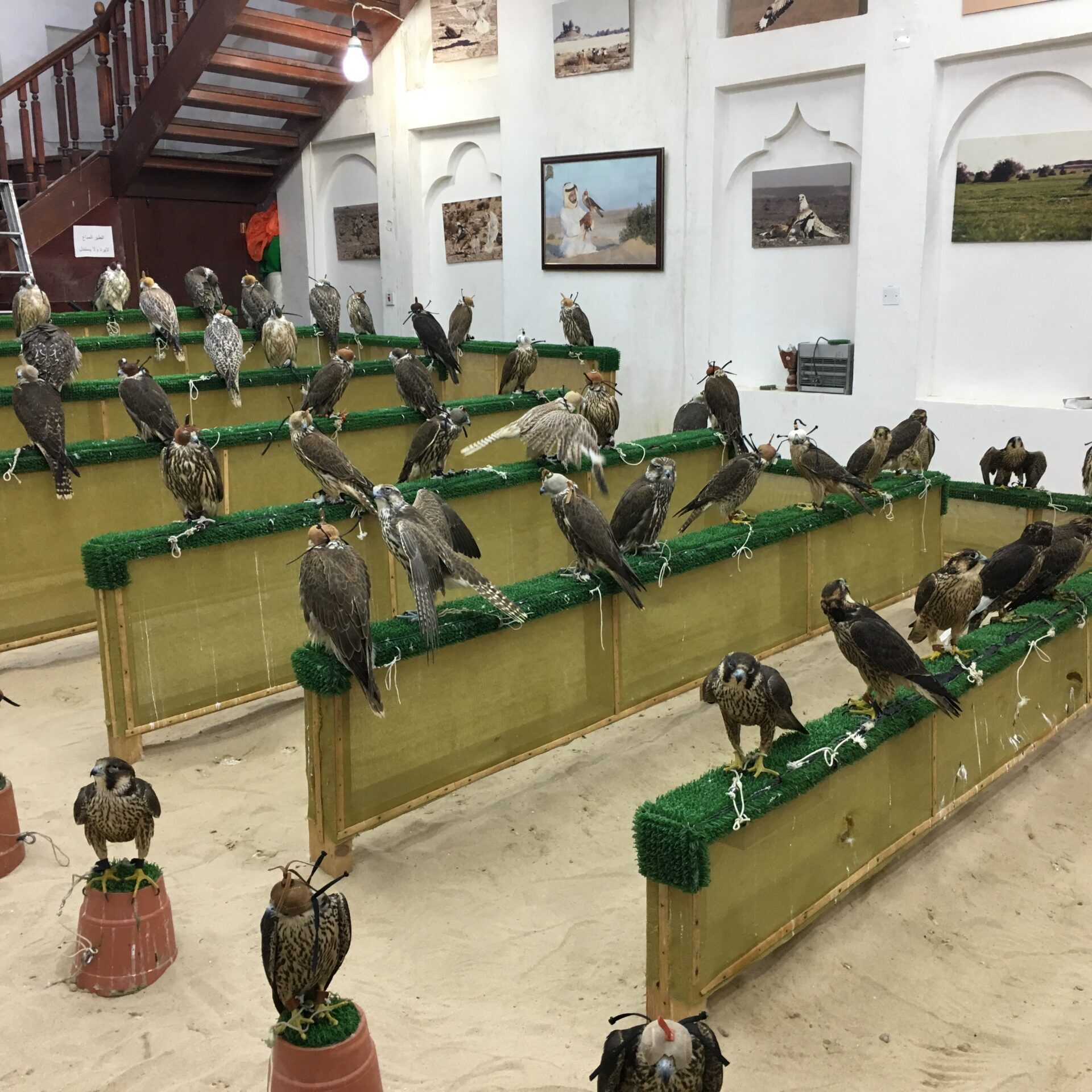Балобан (Falco cherrug). Автор: Онгарбаев Н. 2.1 Популяция балобана в КЗ