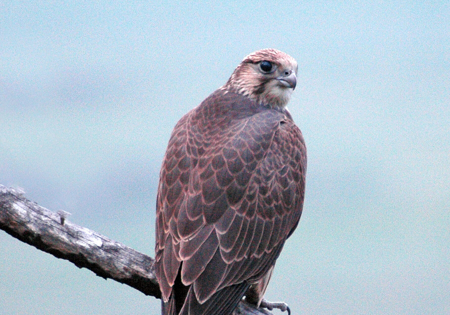 Saker falcon (Falco cherrug). Photo: I. Karyakin