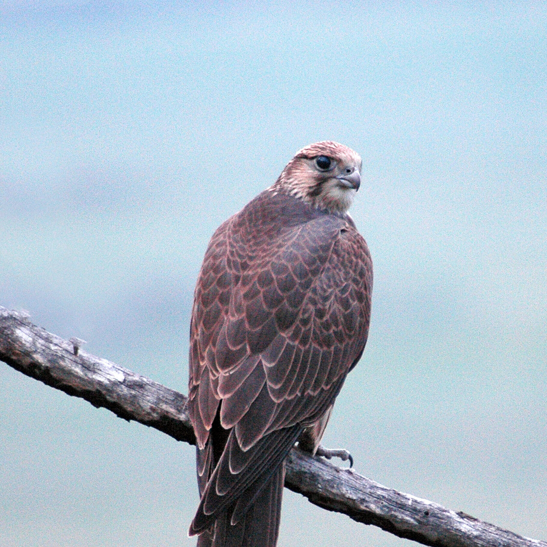 Saker falcon (Falco cherrug). Photo: I. Karyakin