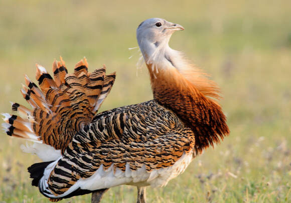 Bustard (Otis tarda)